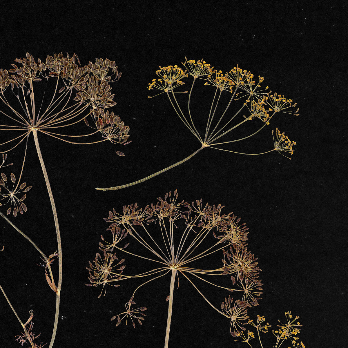 Black retro neutral prints fennel plant printable wall art vintage kitchen pressed herbarium pantry dried flower nana hostess gift digital poster laundry room harvest home decor english cottage warm earth tones dark academia
handmade educational handmade daughter gift, new job gift, New home gift, christmas gift ideas, nana christmas gift, new grandma gift, maximalist, moody, quiet luxury art, housewarming gift, herb, english cottage, country cottage wall decor, soft organic modern, poetic, quiet