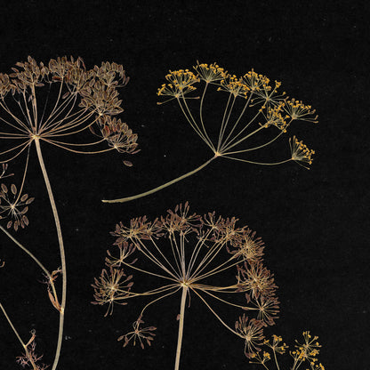 Black retro neutral prints fennel plant printable wall art vintage kitchen pressed herbarium pantry dried flower nana hostess gift digital poster laundry room harvest home decor english cottage warm earth tones dark academia
handmade educational handmade daughter gift, new job gift, New home gift, christmas gift ideas, nana christmas gift, new grandma gift, maximalist, moody, quiet luxury art, housewarming gift, herb, english cottage, country cottage wall decor, soft organic modern, poetic, quiet
