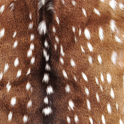 Trendy Spotted Deer Fur Woodland Animal Printable Wall Art Man Cave Home Office Fawn Spots Aesthetic Forest Cabin Decor Digital Poster
employee appreciation gift, realtor closing gift, employee appreciation gift, nordic, garage art, slow life, going away gift for coworker, foyer wall art, hallway, godparent gift, media room, master bedroom, father gift, reading nook, new beginnings gift, printable wall art, scandinavian, boyfriend gift, she shed gifts, gift for the home, gift for best friend male, mom
