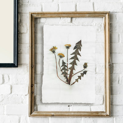 Yellow Dandelion Dried Flowers Original Botanical Artwork Herbarium Recycled Paper Kitchen Wall Decor Plant Lover Gift One of Kind UNFRAMED