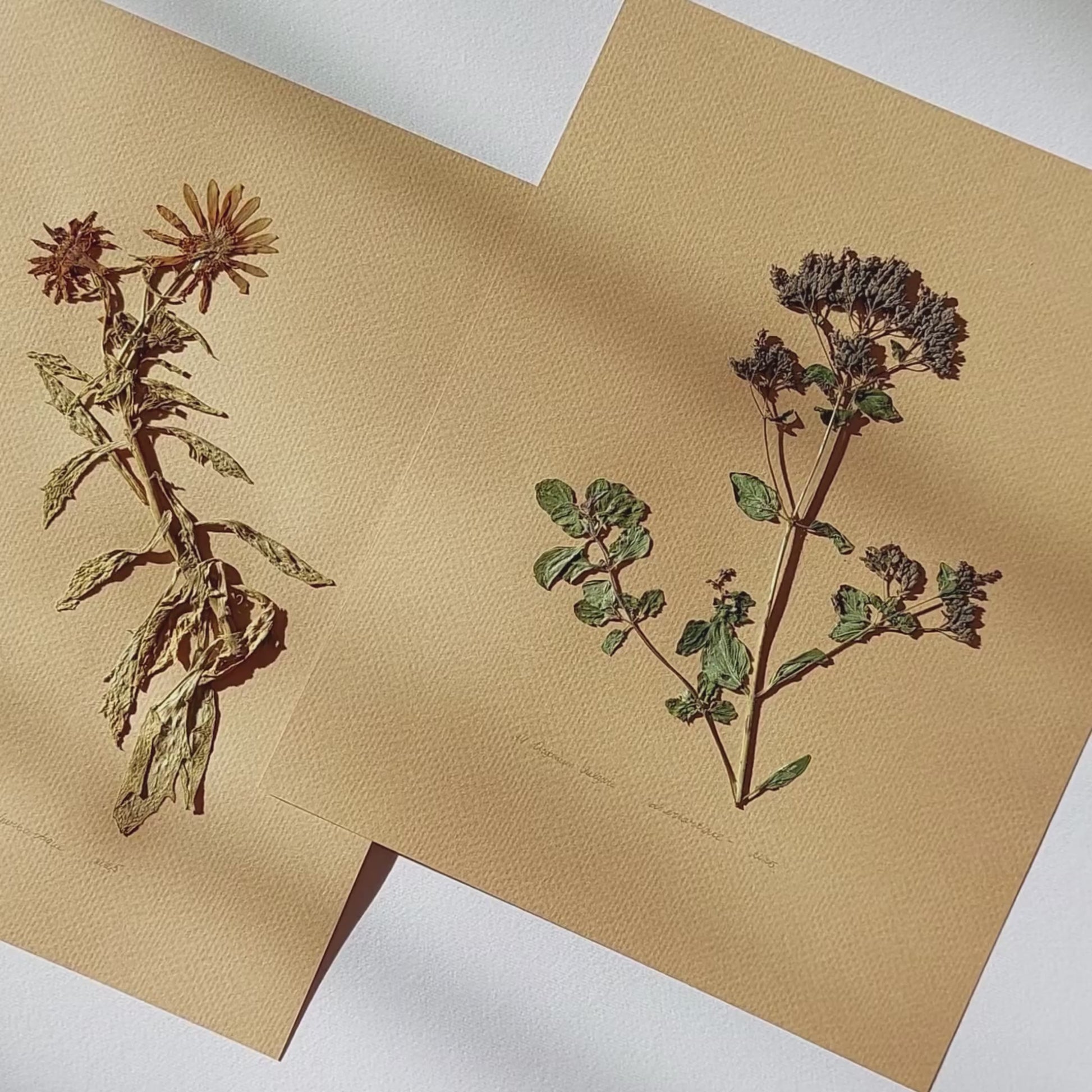 Gallery wall set of 3 piece Calendula Origan garden dried flowers and plants Original artworks decor wall hanging, unique wall art, trendy wall art, thank you gift boss, teacher appreciation gift, Summer wall art, Spring wall art, sister in law gift, shelf decor, self gift, rustic wall art, retirement gift, realtor closing gift, pressed plants art, pressed leaves art, Pressed flower art, Plant print, plant lover gift, original artwork, one of a kind, nurse gift