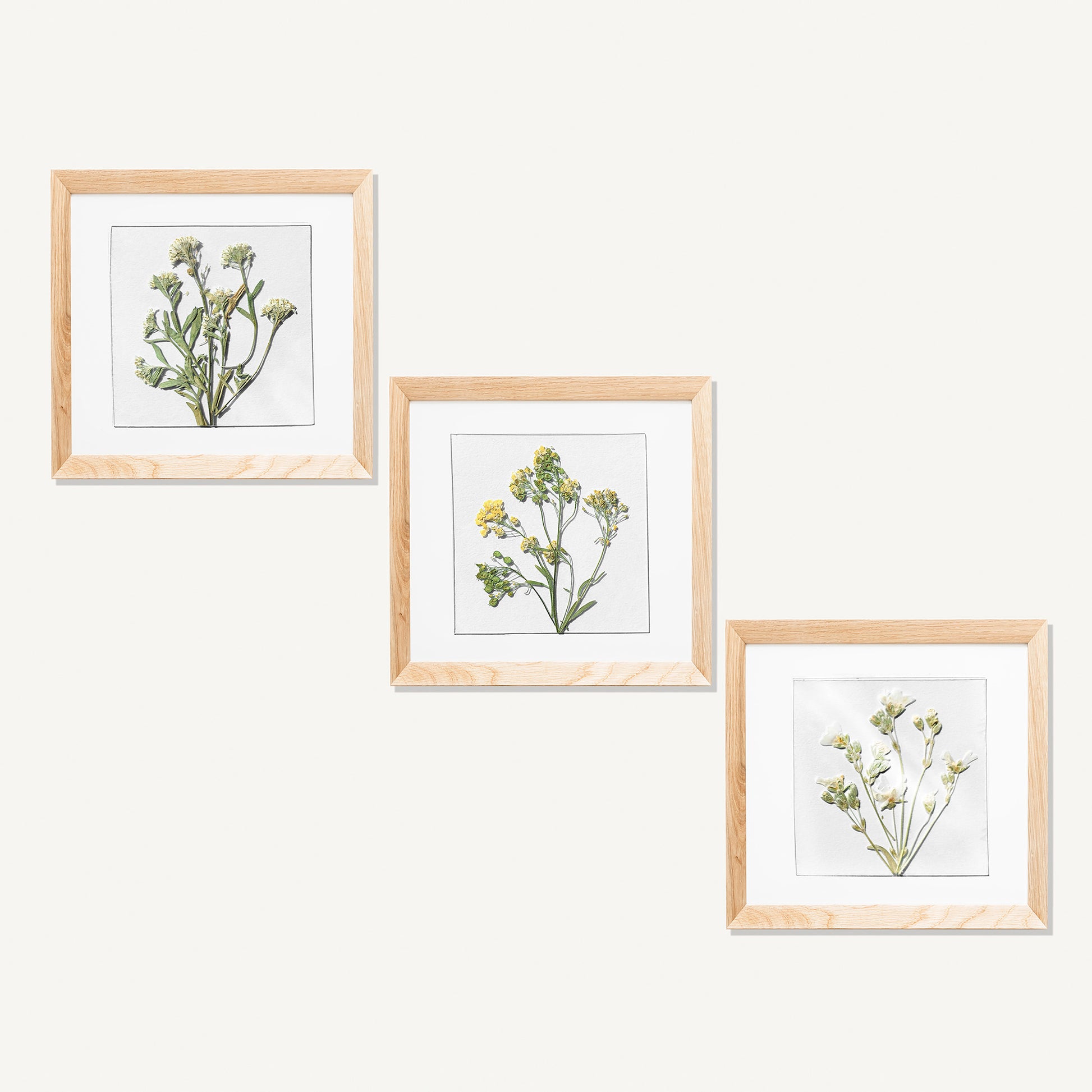 gallery wall set
mini set artworks
3 piece wall art
botanical wall art
dried flowers
wildflower wall art
plant lover gift
flexible plexiglass
herbarium decor
handmade home decor
original artwork
pressed flower art
farm bedroom decor
Cottagecore farmhouse decoration
Foraged wall art