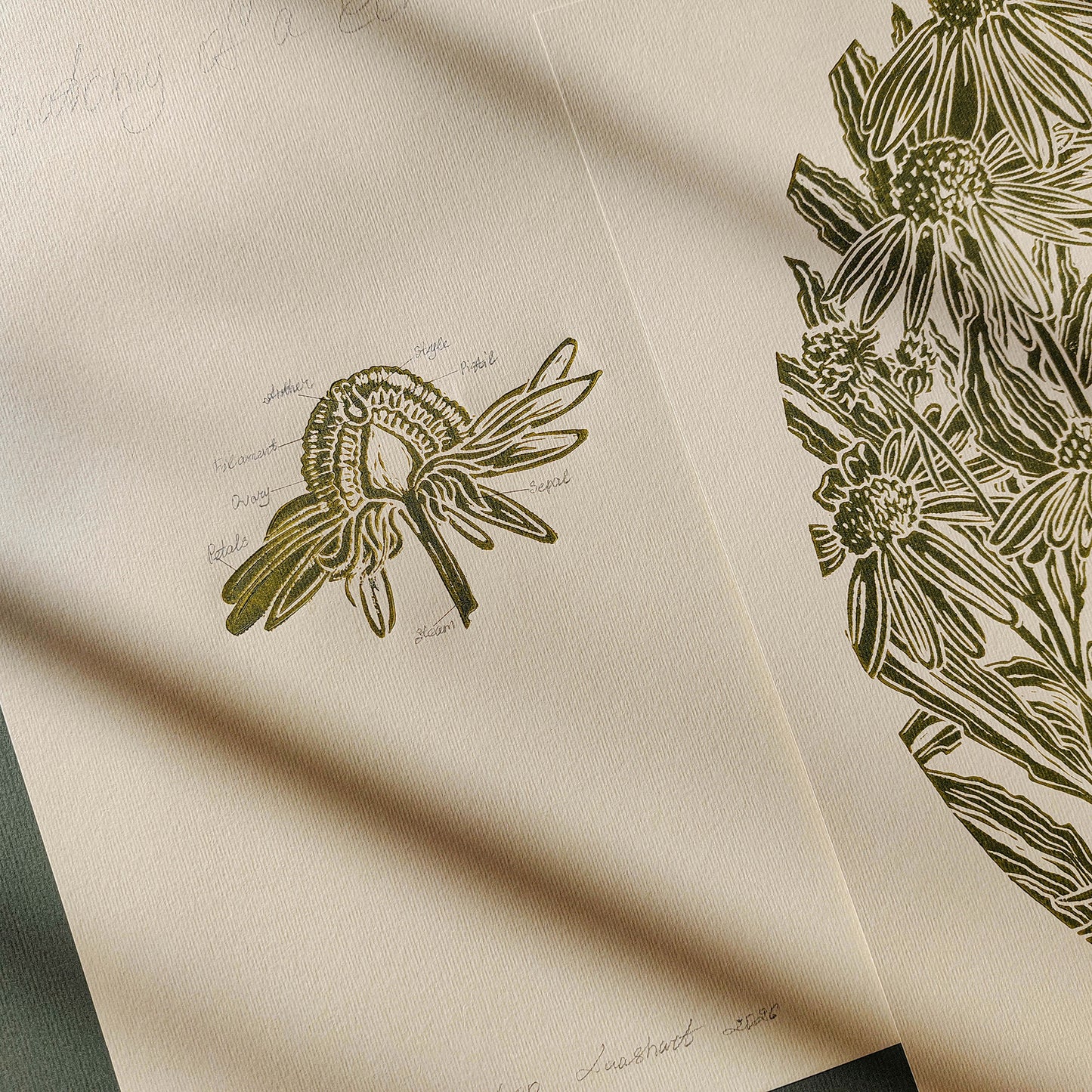 gallery wall set of 2 piece vintage anatomy echinacea purpurea flowers retro linocut print original artwork poison botanical master bedroom window nook decor sister gift floral lino rustic linogravure Sage green monochrome herb botanical 
cozy living space art, primary bedroom art, entryway wall decor, staircase wall decor, retro dining area, New home gift new grandma gift new apartment moody, quiet luxury, soft neutral, slow living, romantic vintage wall art, EUROPEAN SOUL, french countryside, scandinavian